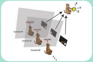 Naučnici su napravili računar iz mozga Naučnici su napravili računar iz mozga